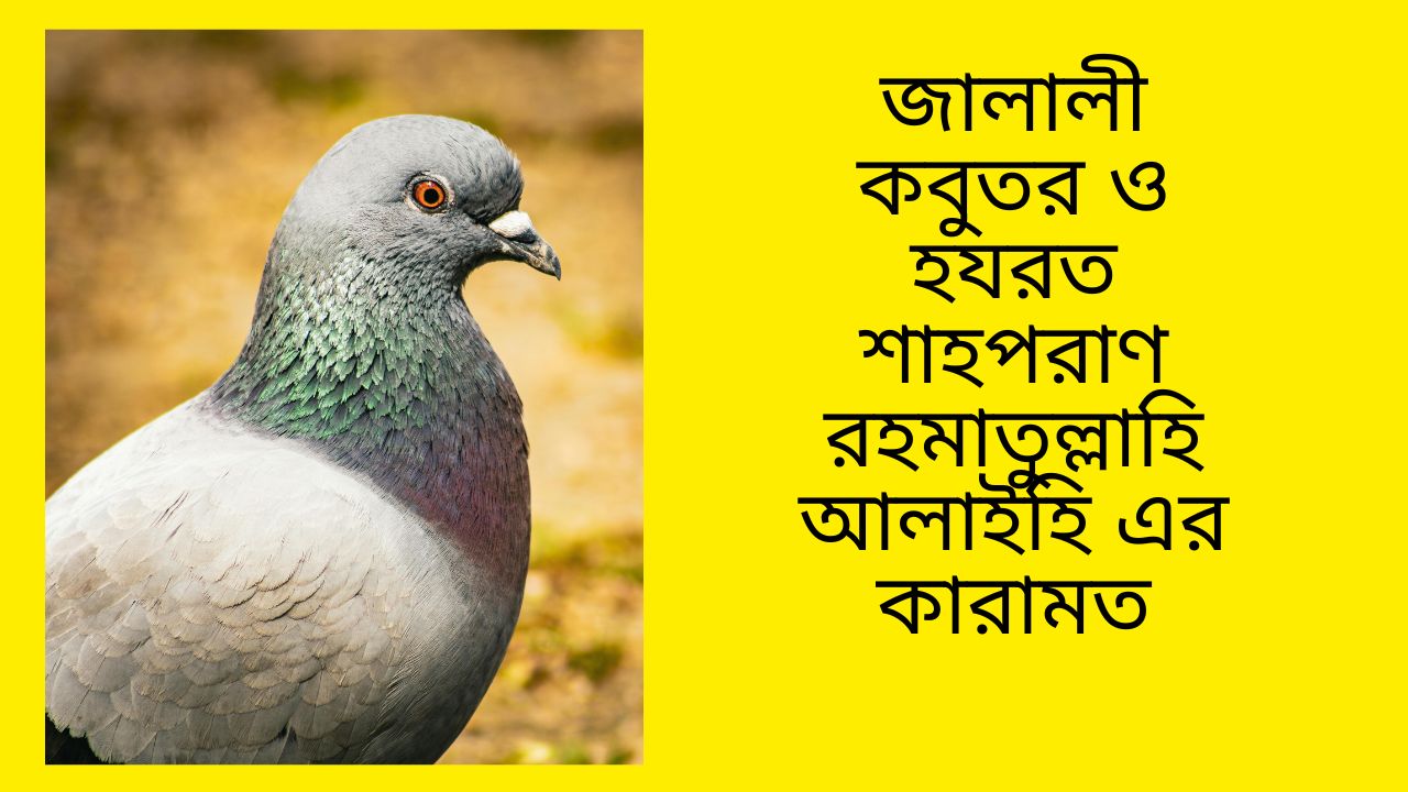 জালালী কবুতর ও হযরত শাহপরাণ রহমাতুল্লাহি আলাইহি এর কারামত