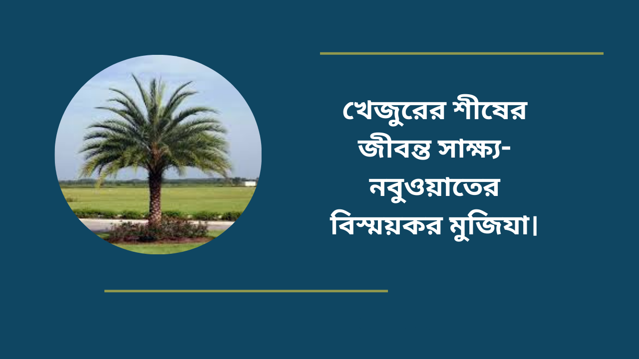 খেজুরের শীষের জীবন্ত সাক্ষ্য-নবুওয়াতের বিস্ময়কর মুজিযা।